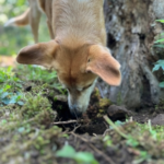 Worms Worries: How to Keep Dogs in Middlesex Safe