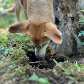 Worms Worries: How to Keep Dogs in Middlesex Safe