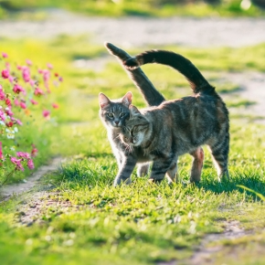 Vet Emma Fisher Answers Your Spring Dog & Cat Care FAQs