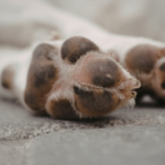Perfect Paws: The Post Dog Walk Routine