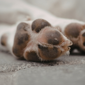 Perfect Paws: The Post Dog Walk Routine