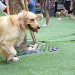5 Ways to Level Up Spring Dog Walks in Middlesex