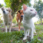 Emma Fisher Explains the Key Milestones in Your Pet’s Life