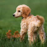 Prevent Parasite ‘Pick-ups’ From Parks in Middlesex