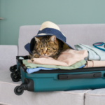 Pet Travel Checklist: Everything You Need Before You Go