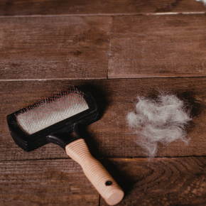 Booking Ahead: Grooming and Healthcare Before You Travel