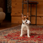 Planning a UK Holiday with Your Dog? Tips From Vets in Staines-upon-Thames