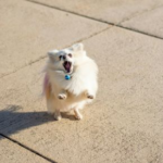 Vet Emma Fisher Explains How to Protect Your Dog’s Paws