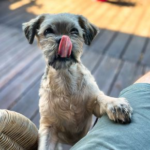 Keeping Your Pet Safe During BBQ Season