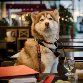 Dining Out with Your Dog in Middlesex