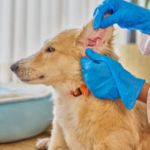 Why Summer Swims Can Lead to Ear Infections