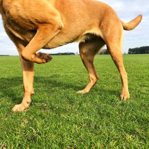 Emma Fisher on Managing Chronic Pain in Pets