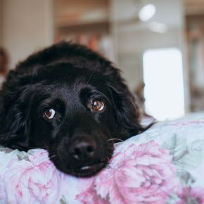 Separation Anxiety in Pets: Signs to Watch After Summer