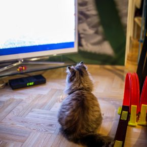 Our Vets in Staines-upon-Thames Share 5 Tips for Loud Events