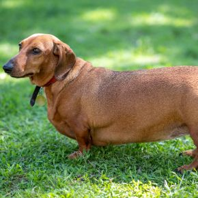 The Culinary Culprits of Obesity in Dogs, Cats and Rabbits