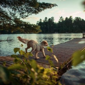 Exercising Your Pet as Daylight Shrinks in Middlesex