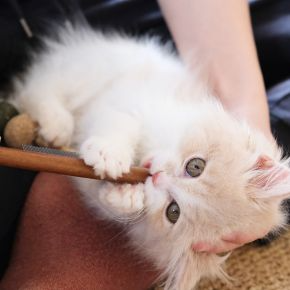 Why Shouting at Cats Doesn’t Work, and What to do Instead